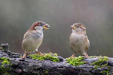Beautiful couple of house sparrows (Passer domesticus) standing on a branch in the rain. Cute birds in love. Male sparrow offering a sunflower to the female in natural environment. Spain.
