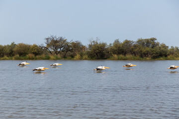 Pelicans in Djoudi national park