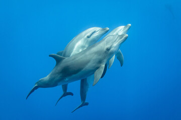 Bottlenose dolphin in their natural environment