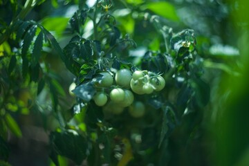 macro green cherry tomatoes in the garden summer yard outside
