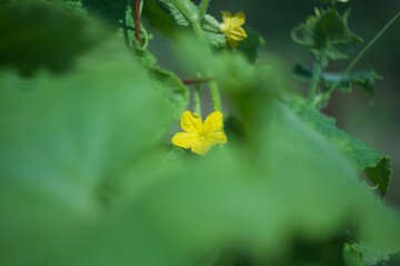 macro green small cucumber with cucumber blossom flower outside farming eco