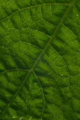 green cucumber leaves outside eco farm