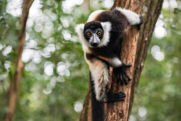 Black-and-white ruffed lemur - Varecia variegata - holding to a tree, looking into camera, blurred green forest background © Lubo Ivanko