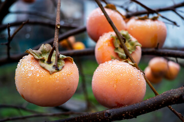 Persimmon fruit on a tree in an autumn garden. persimmon in water droplets , persimmon macro . selective focus