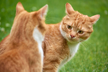 Fototapeta na wymiar Red cats arguing in a garden