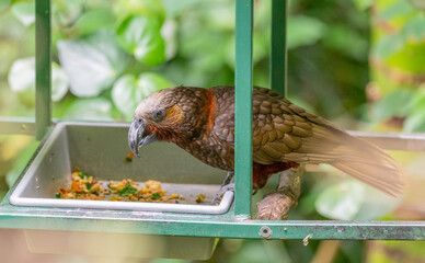 kaka (Nestor meridionalis)