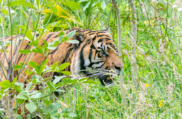 tiger in the grass