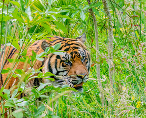 Fototapeta premium tiger in the grass