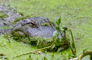 alligator in the swamp