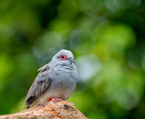 Diamond doves (Geopelia cuneata)