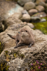 Brown otter looking away from the camera. Otter on a rock in the wilderness looking forward.