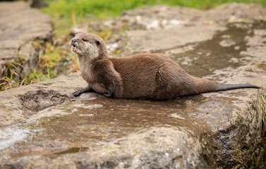 Brown otter looking away from the camera. Otter on a rock in the wilderness looking forward.
