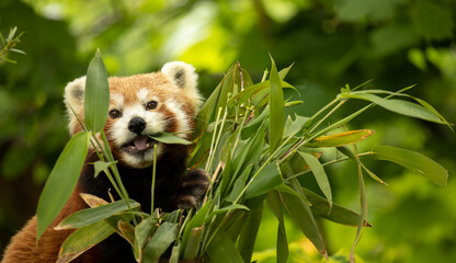 Red panda eating green bamboo