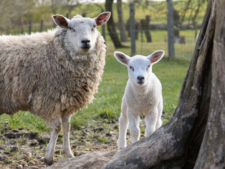 Obraz premium White flemish sheep with newborn lamb