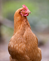 Closeup headshot of brown chicken