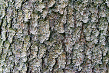 The texture of the bark of an old spruce with cracks close-up.