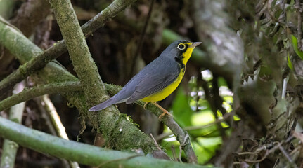 Beautiful Canada Warbler (Cardellina canadensis)