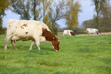 Fototapeta na wymiar Cattle grazing in a meadow