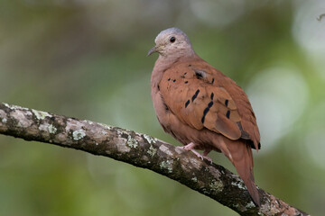  Close up view of a Ruddy Ground Dove (Columbina talpacoti)