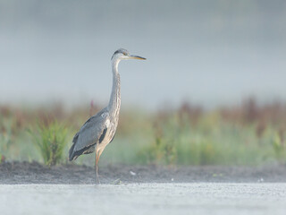 great blue heron ardea cinerea