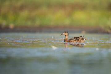duck on the water