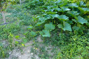 the leaves of the pumpkin plant, the pumpkin plant and its large leaves,