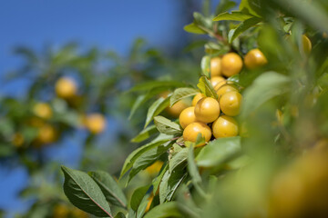 Mirabelle plum (Prunus domestica subsp. syriaca)