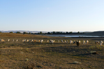 Fototapeta premium flock of sheep grazing in the field, sheep and lambs grazing in the open field, flock of sheep,