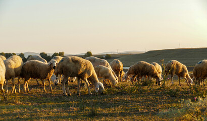 flock of sheep grazing in the field at sunset, sheep and lambs grazing in the open field,