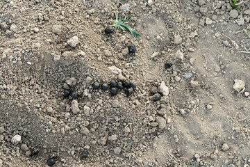 Sheep poop on the ground, fresh sheep poop, in the form of black olives