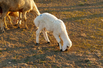Fototapeta premium a lamb grazing at sunset,close-up a newborn lamb,