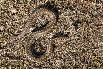 Common European adder, common European viper, Vipera berus