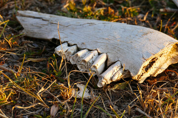 Fototapeta premium animal bone fragments, fossilized animal bone remains, close-up,