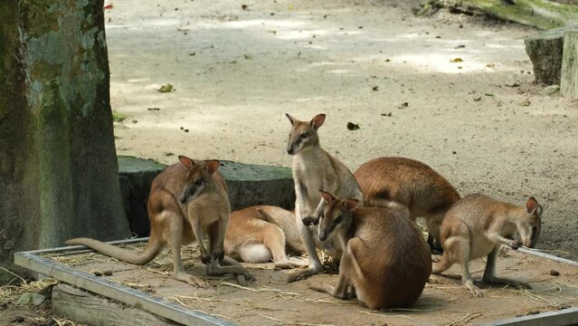 A handheld footage of wallabies activity at their habitat
