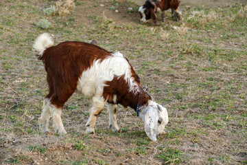 Naklejka na ściany i meble goat calf grazing in the field, yellow kid grazing in the field,
