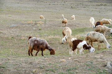 goats and kids grazing in the field, yellow goats, herd of goats in the open field,