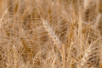 close-up dried wheat plant ready to be harvested,dry wheat ears,wheat ears,