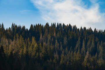 The tops of the evergreen Carpathian Ukrainian forests.