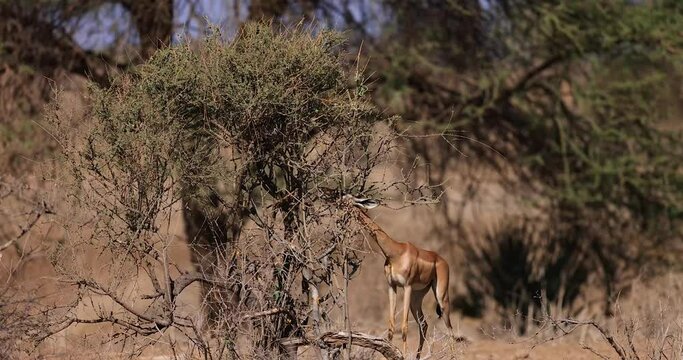 A gerenuk eats the branches of a tree in Kenya