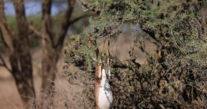 A gerenuk eats the branches of a tree in Kenya