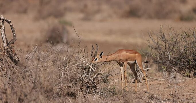 A gerenuk eats the branches of a tree in Kenya
