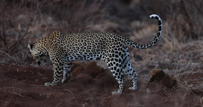 A leopard scratching the floor in the savannah in Kenya