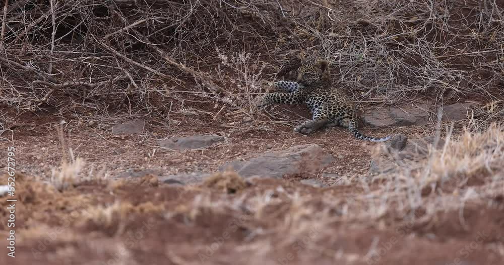 Canvas Prints a leopard is resting in the savannah in kenya