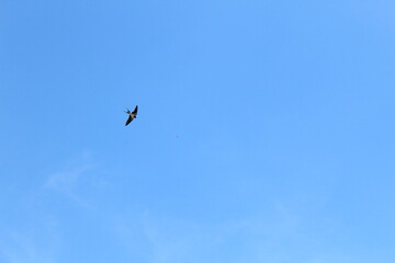 bird in flight