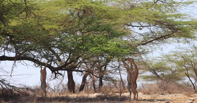 A gerenuk eats the branches of a tree in Kenya