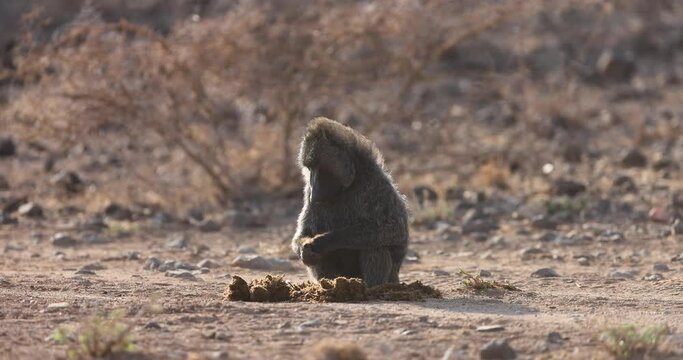 A baboon eats dry grass in the savannah