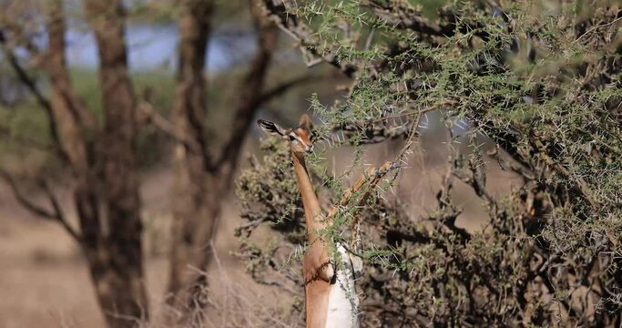 A gerenuk eats the branches of a tree in Kenya