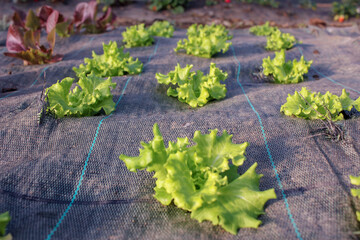 organic lettuce inside a greenhouse