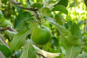 there are lots of apples in sour green apple tree,fruity apple tree,natural orchard