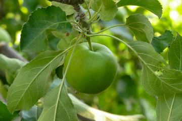 there are lots of apples in sour green apple tree,fruity apple tree,natural orchard